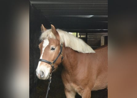 Haflinger, Wallach, 3 Jahre, 145 cm, Fuchs