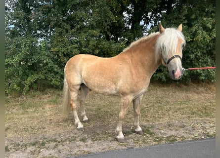 Haflinger, Wallach, 3 Jahre, 149 cm, Fuchs