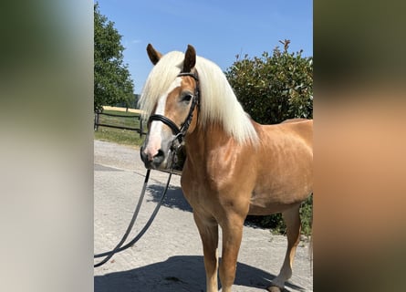 Haflinger, Wallach, 3 Jahre, 150 cm, Fuchs