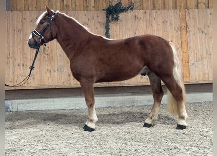 Haflinger Mix, Wallach, 3 Jahre, 150 cm, Fuchs