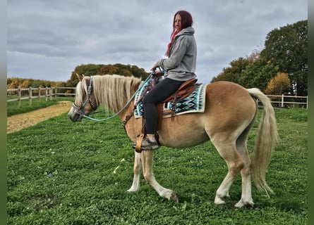 Haflinger, Wallach, 3 Jahre, 150 cm, Fuchs