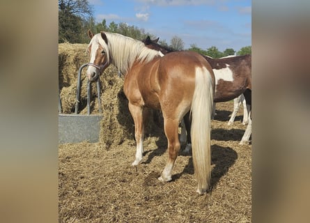 Haflinger, Wallach, 3 Jahre, 152 cm
