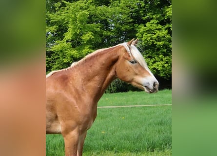 Haflinger, Wallach, 3 Jahre, 152 cm