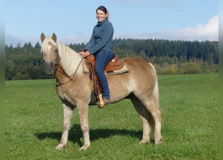 Haflinger, Wallach, 3 Jahre, 152 cm, Fuchs