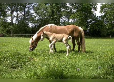 Haflinger, Wallach, 3 Jahre, 157 cm