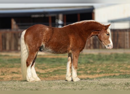 Haflinger, Wallach, 4 Jahre, 142 cm, Rotfuchs