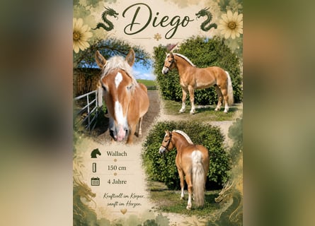 Haflinger Mix, Wallach, 4 Jahre, 150 cm, Fuchs