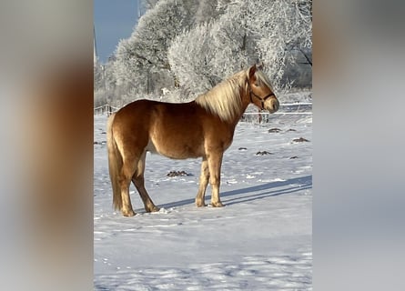 Haflinger, Wallach, 4 Jahre, 150 cm, Fuchs