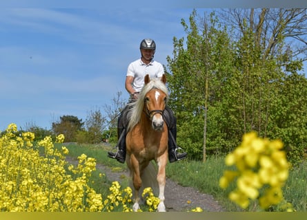 Haflinger, Wallach, 4 Jahre, 151 cm, Fuchs