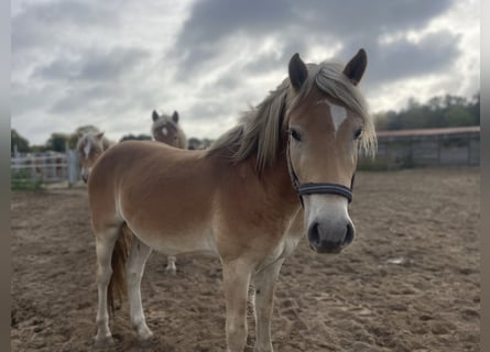 Haflinger, Wallach, 4 Jahre, 152 cm