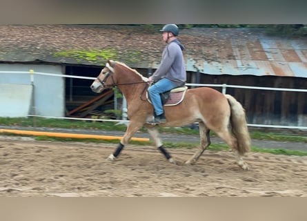 Haflinger, Wallach, 4 Jahre, 152 cm, Fuchs