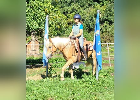 Haflinger, Wallach, 4 Jahre, 153 cm, Fuchs