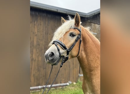 Haflinger, Wallach, 4 Jahre, 154 cm, Fuchs