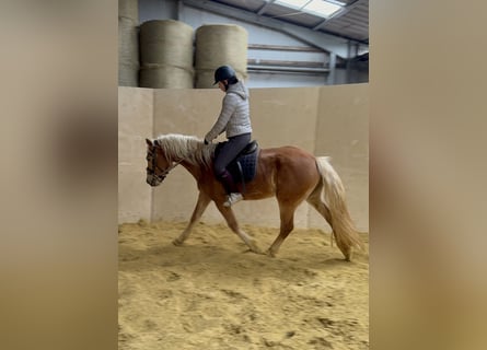Haflinger, Wallach, 4 Jahre, 155 cm, Fuchs
