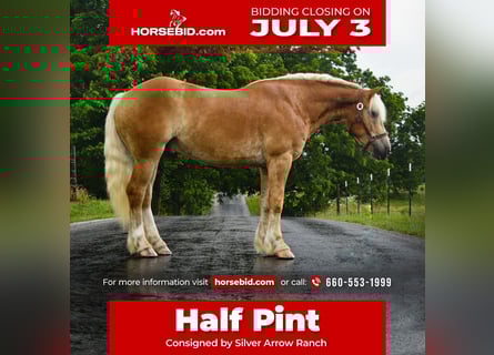 Haflinger, Wallach, 4 Jahre