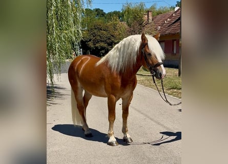Haflinger, Wallach, 5 Jahre, 144 cm, Fuchs