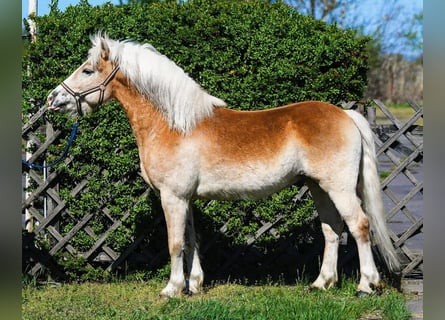 Haflinger Mix, Wallach, 5 Jahre, 147 cm