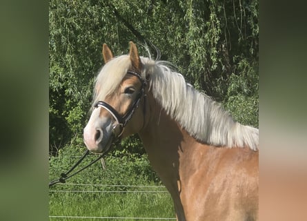 Haflinger, Wallach, 5 Jahre, 148 cm, Fuchs