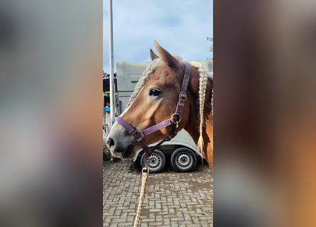 Haflinger, Wallach, 5 Jahre, 149 cm, Fuchs