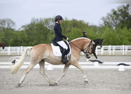 Haflinger, Wallach, 5 Jahre, 150 cm