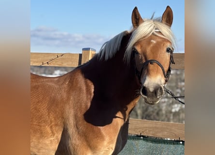 Haflinger, Wallach, 5 Jahre, 150 cm
