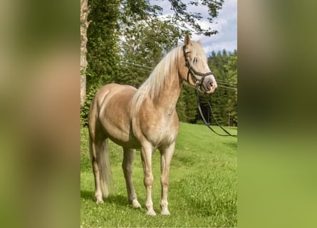 Haflinger, Wallach, 5 Jahre, 150 cm, Fuchs