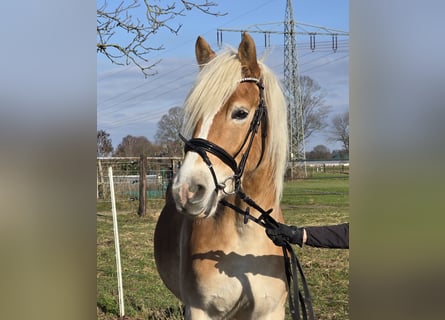 Haflinger, Wallach, 5 Jahre, 152 cm, Fuchs