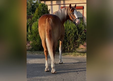 Haflinger Mix, Wallach, 5 Jahre, 153 cm, Fuchs