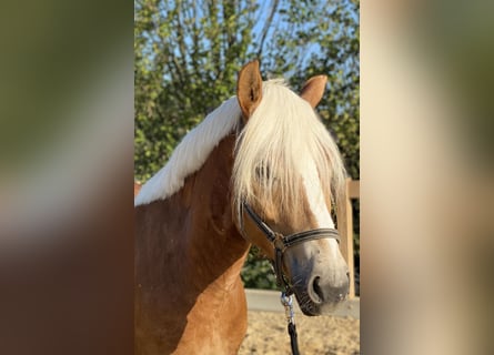 Haflinger, Wallach, 5 Jahre, 153 cm, Fuchs