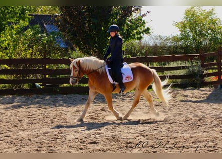 Haflinger, Wallach, 5 Jahre, 154 cm, Hellbrauner