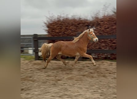 Haflinger, Wallach, 5 Jahre, 160 cm, Fuchs