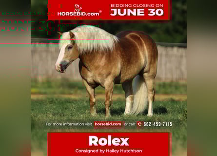 Haflinger, Wallach, 6 Jahre, 135 cm, Rotfuchs
