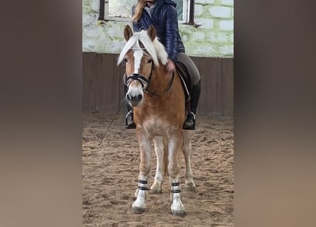 Haflinger, Wallach, 6 Jahre, 147 cm, Palomino
