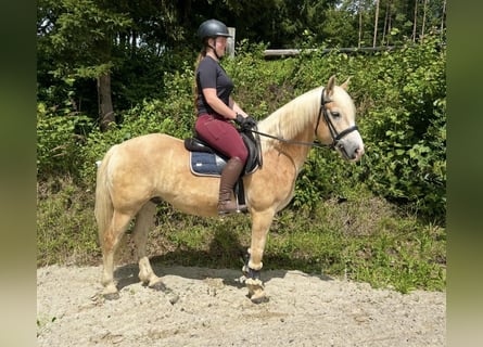 Haflinger, Wallach, 6 Jahre, 150 cm, Fuchs