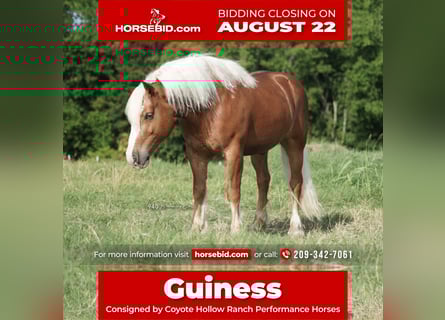 Haflinger, Wallach, 7 Jahre, 142 cm, Rotfuchs