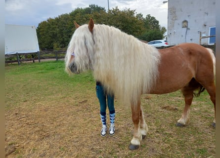Haflinger, Wallach, 7 Jahre, 148 cm, Fuchs
