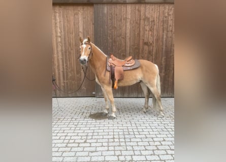 Haflinger, Wallach, 7 Jahre, 150 cm, Fuchs