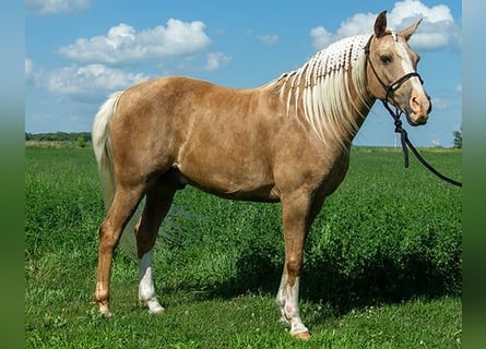 Haflinger, Wallach, 7 Jahre, 152 cm, Palomino