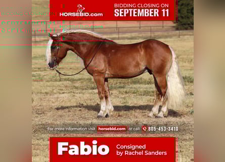 Haflinger, Wallach, 8 Jahre, 132 cm, Palomino