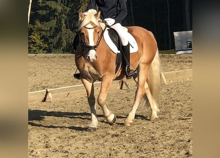 Haflinger, Wallach, 9 Jahre, 152 cm, Fuchs