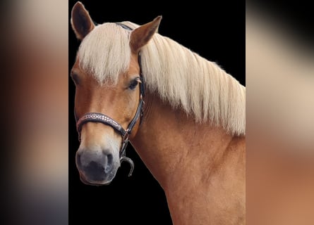 Haflinger, Wallach, 9 Jahre, 156 cm, Fuchs