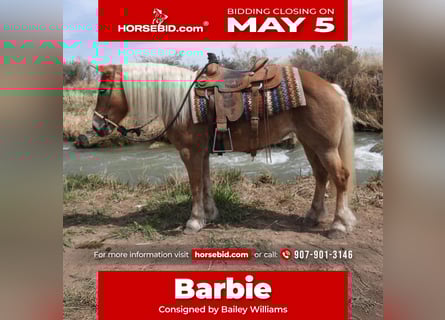 Haflinger, Yegua, 10 años, 142 cm, Palomino