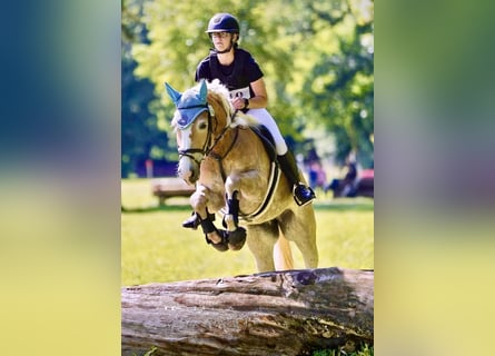 Haflinger, Yegua, 10 años, 148 cm, Alazán