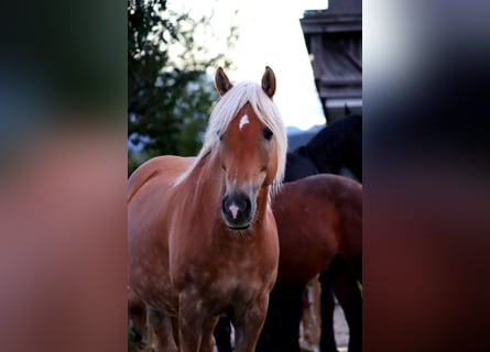 Haflinger, Yegua, 12 años, 150 cm, Alazán