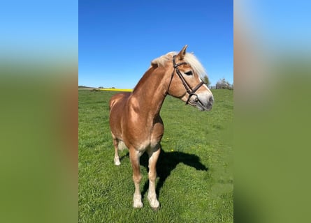 Haflinger, Yegua, 12 años, 155 cm, Alazán
