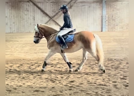 Haflinger, Yegua, 13 años, 155 cm, Alazán