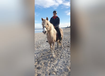 Haflinger Mestizo, Yegua, 15 años, 144 cm, Bayo