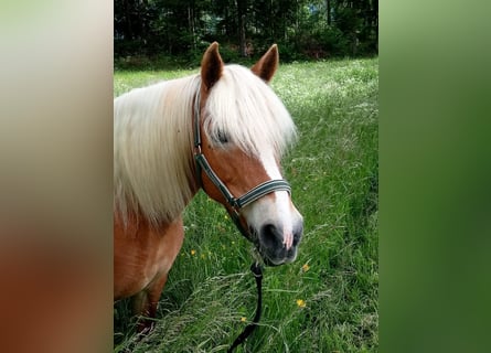 Haflinger, Yegua, 16 años, 150 cm, Champán