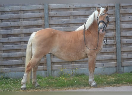 Haflinger, Yegua, 17 años, 140 cm, Alazán