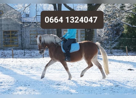 Haflinger, Yegua, 18 años